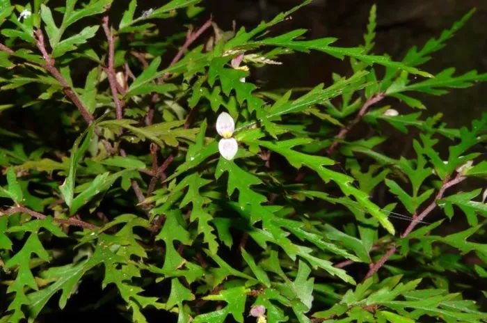 B. aspleniifolia