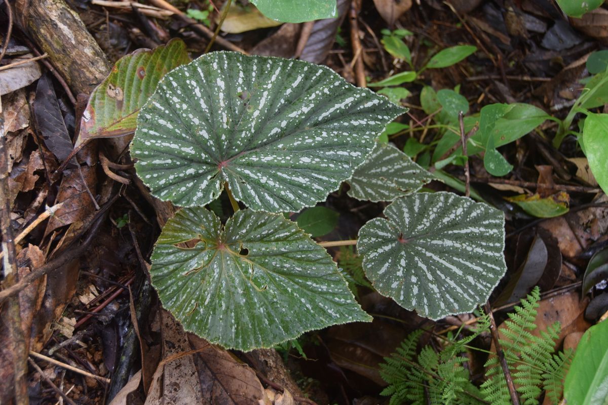 B. rieckei