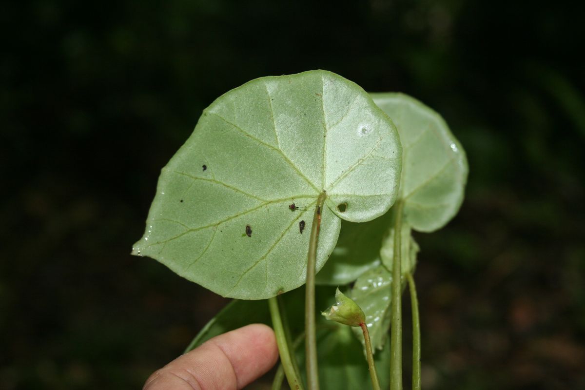 B. assurgens