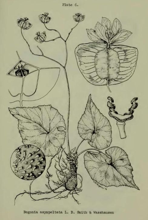 B. asympeltata