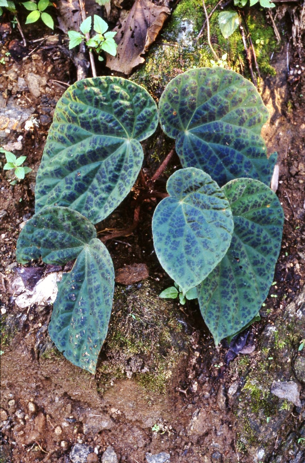 B. rockii