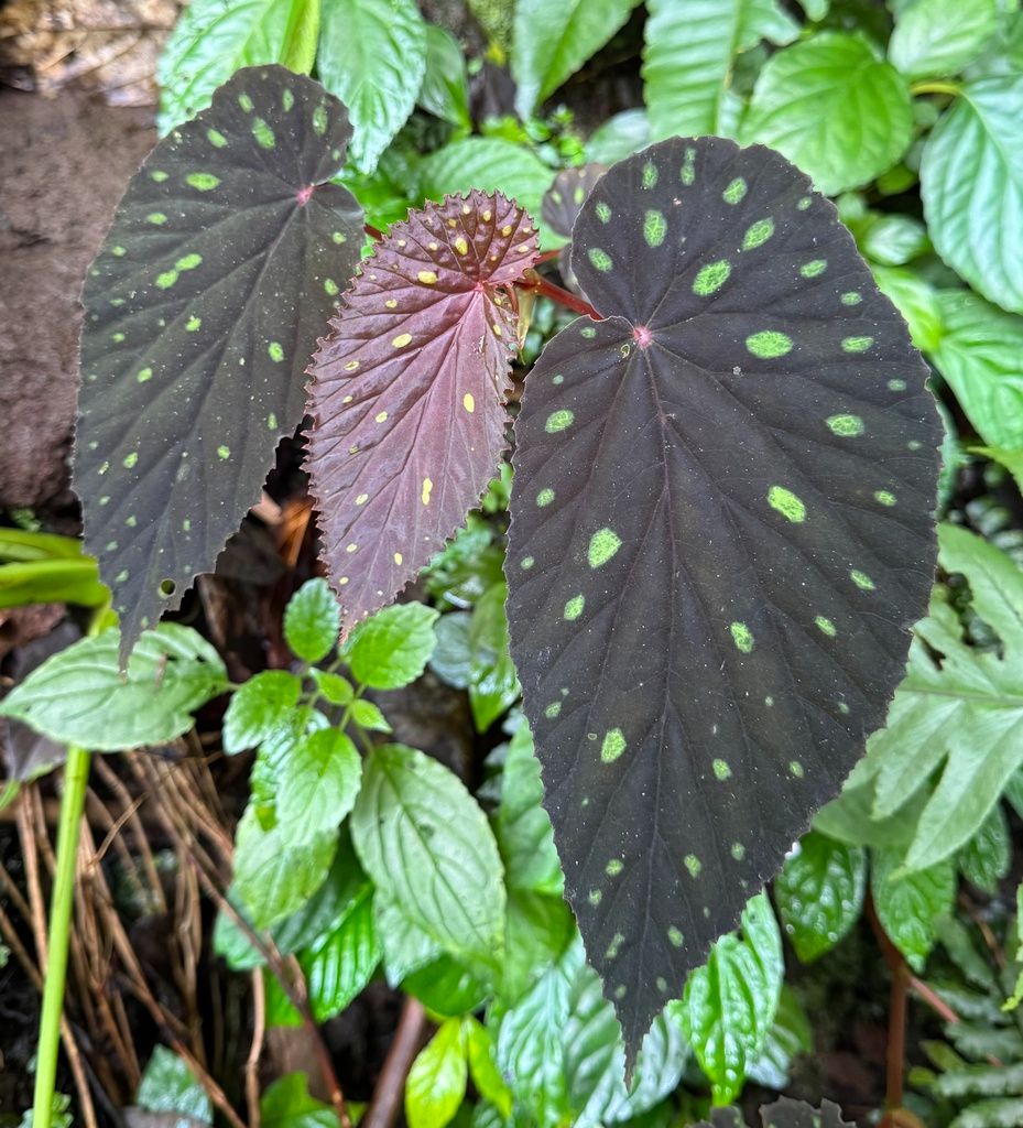 B. atricha