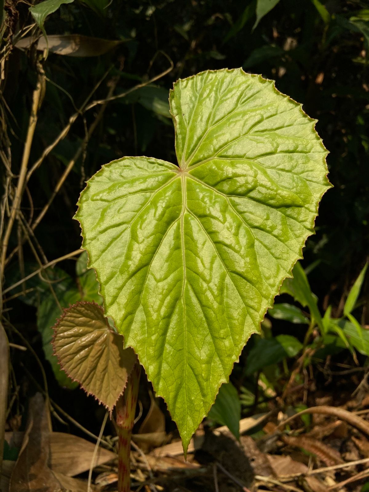 B. roxburghii