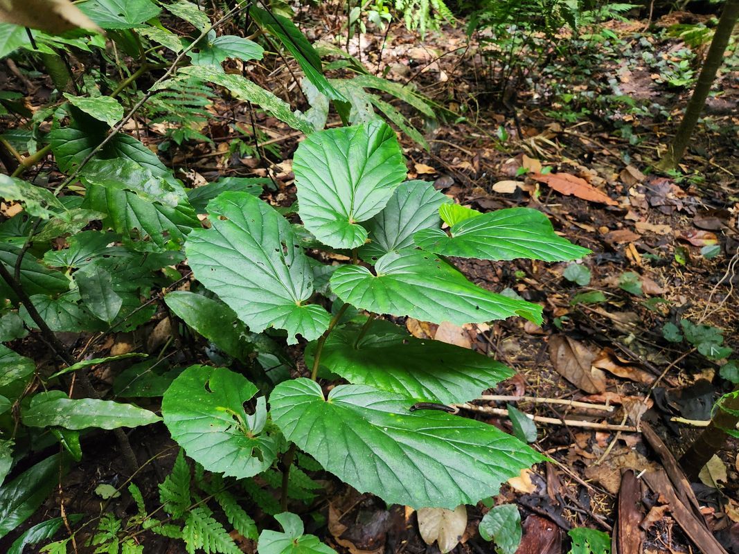 B. augustae