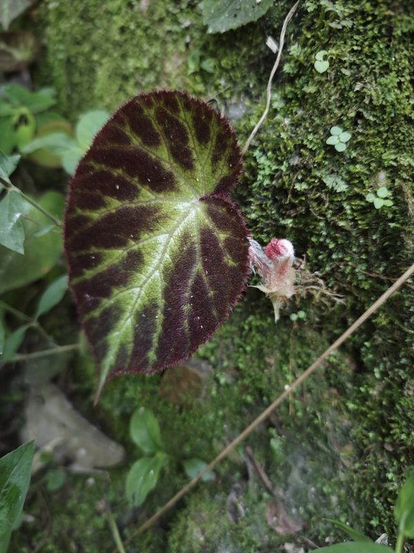 B. augustinei