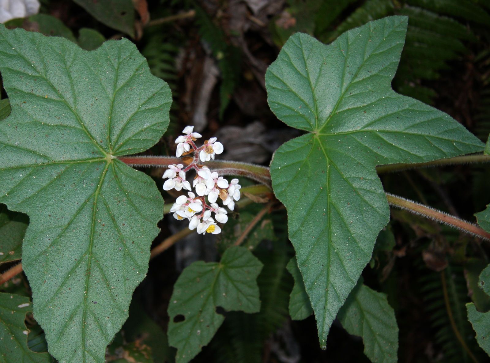 B. rufa