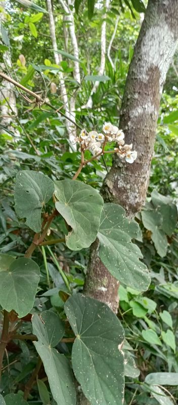 B. rupium