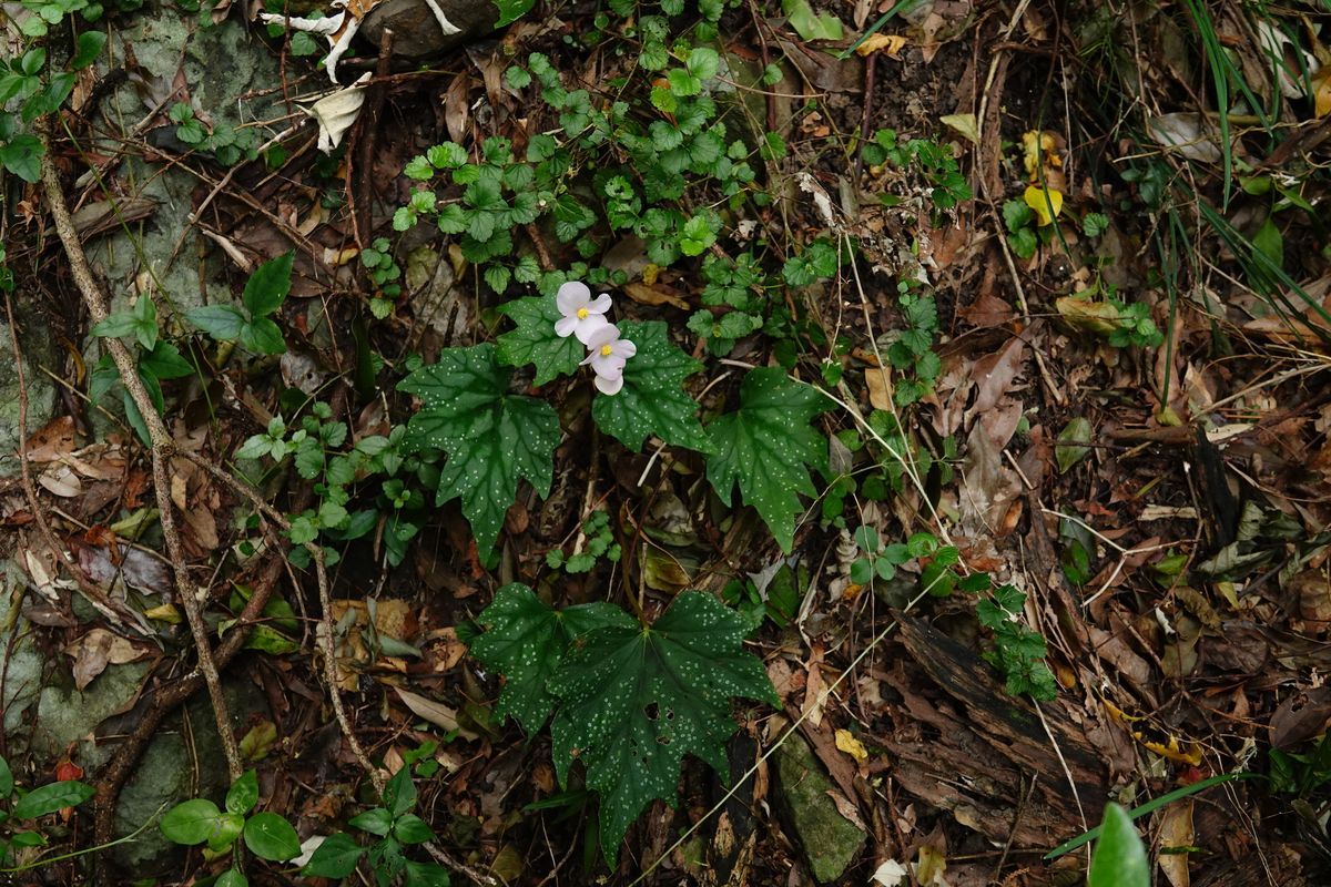 B. austrotaiwanensis