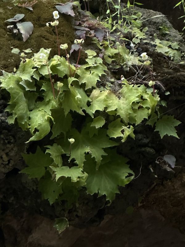 B. saxifragifolia