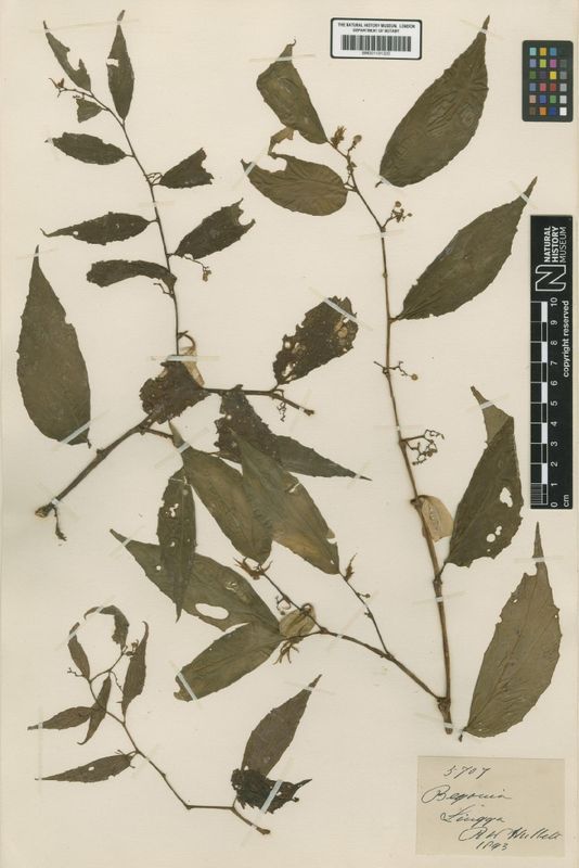 B. axillaris