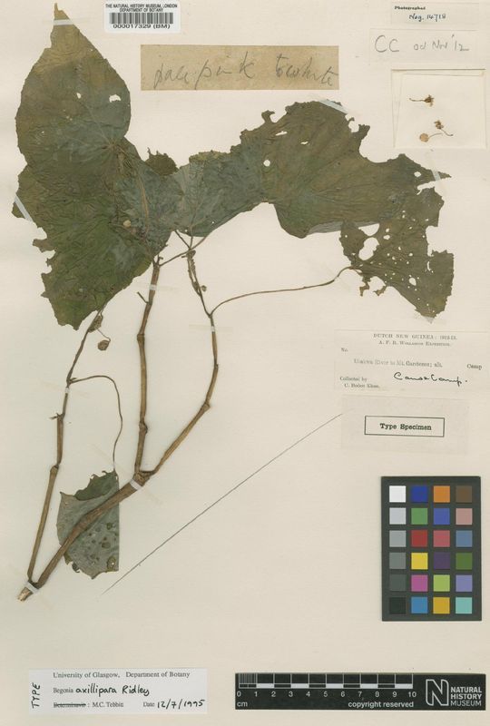 B. axillipara