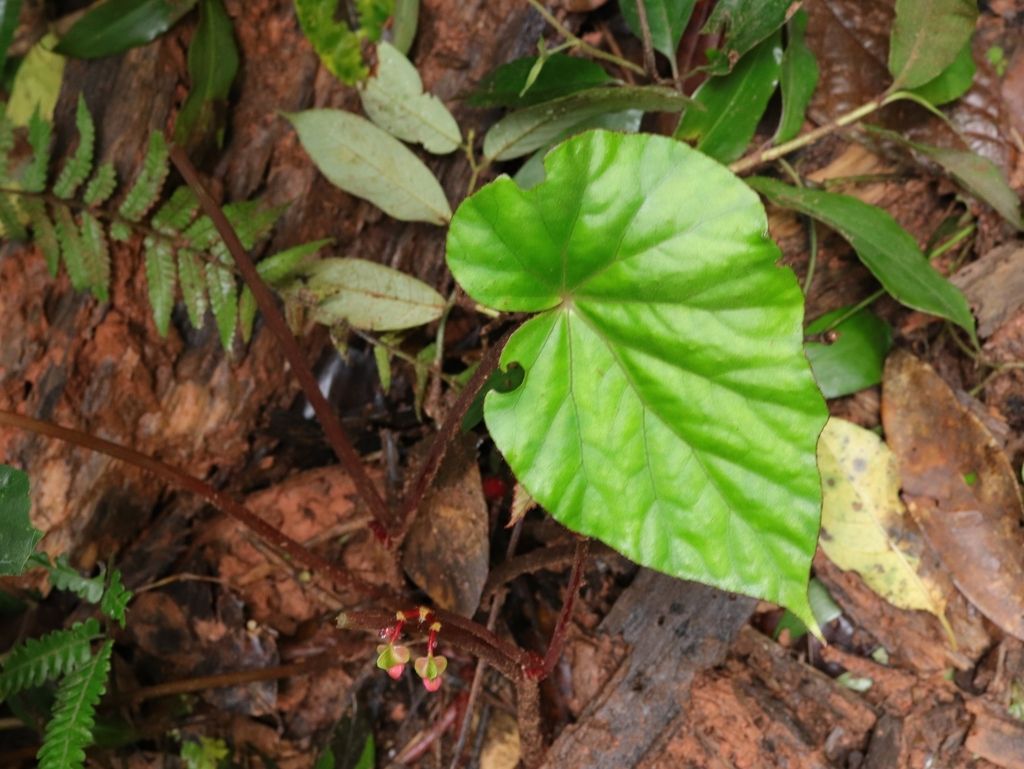 B. siamensis