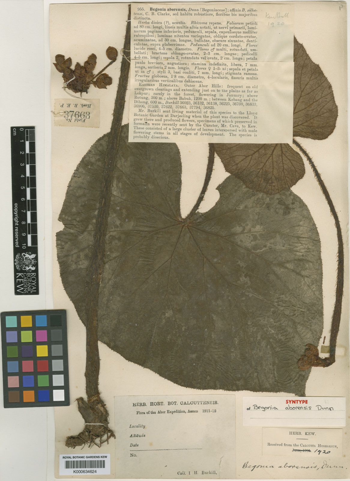 B. silletensis ssp. silletensis