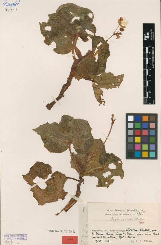 B. azuensis