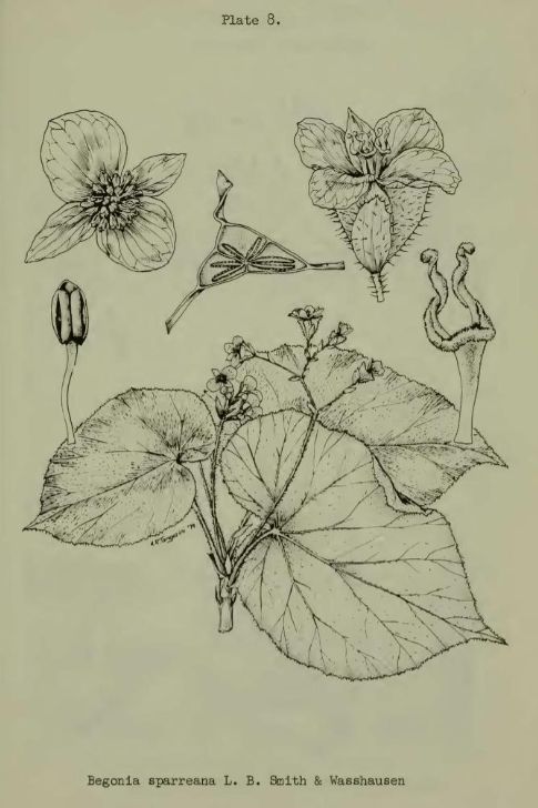 B. sparreana
