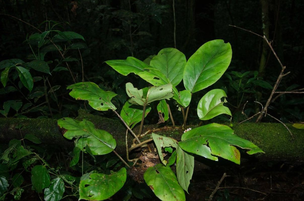 B. squamulosa