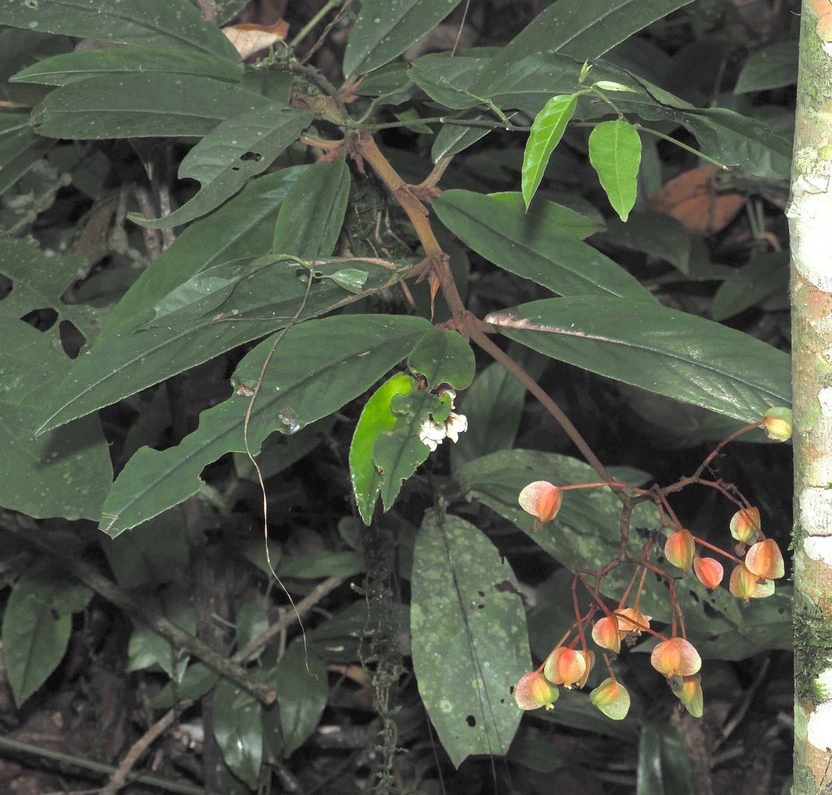 B. stenophylla