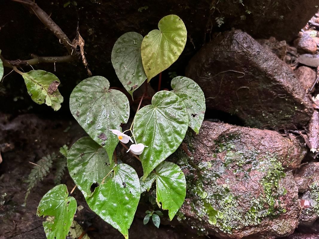 B. stictopoda