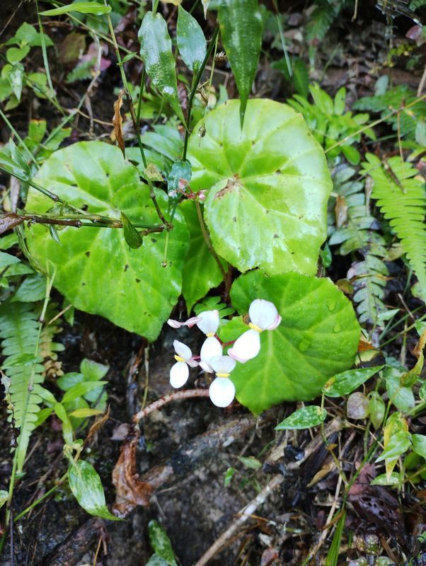 B. stigmosa