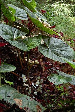 B. baccata