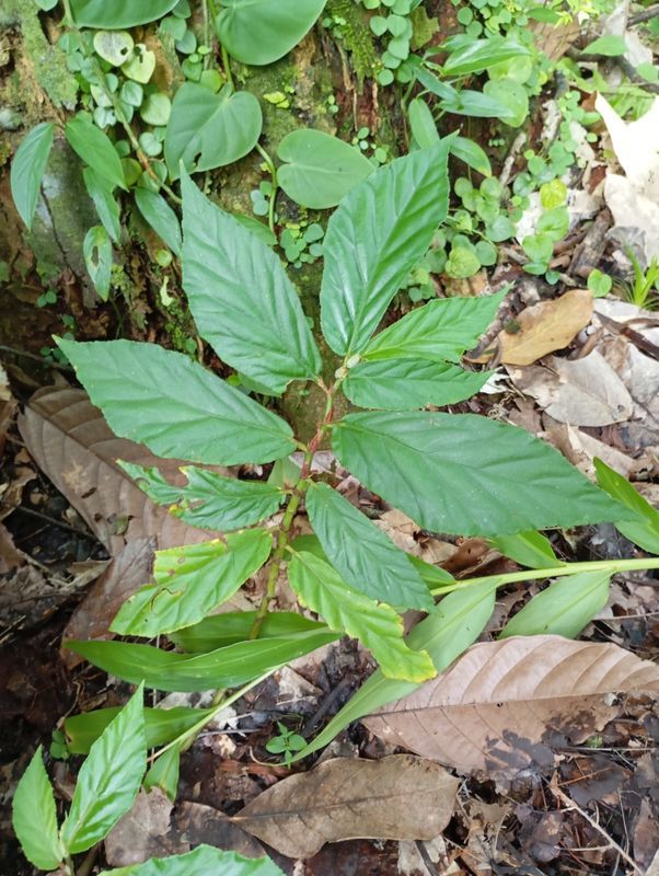 B. bahiensis