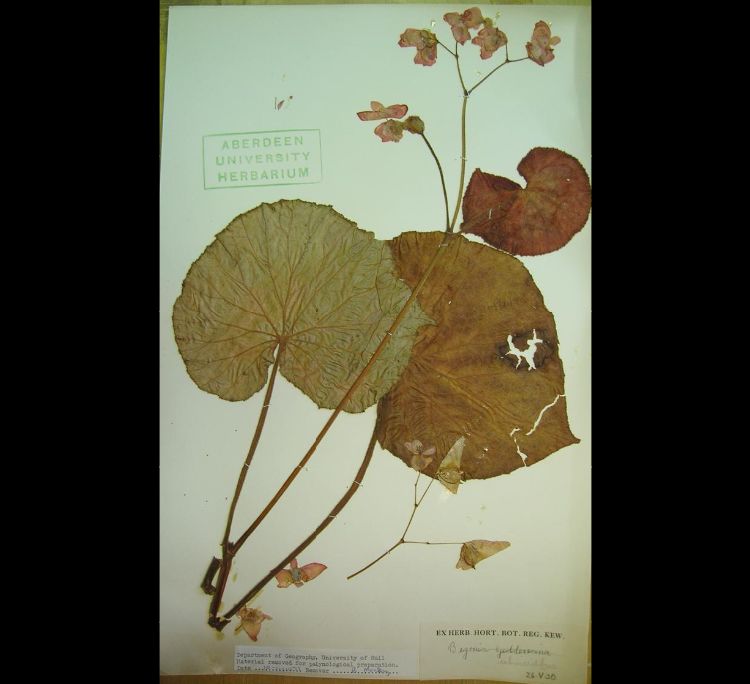 B. subviridis