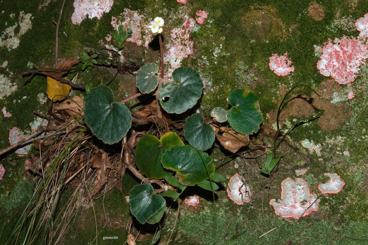 B. balansae