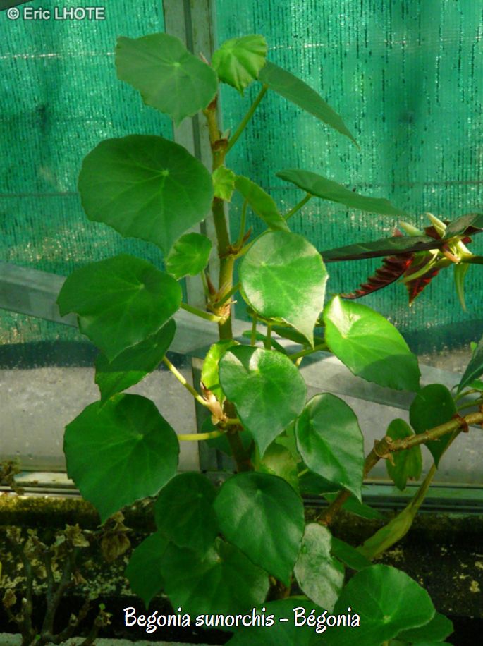 B. sunorchis