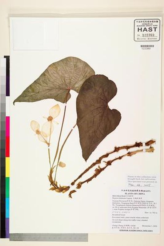 B. balansana