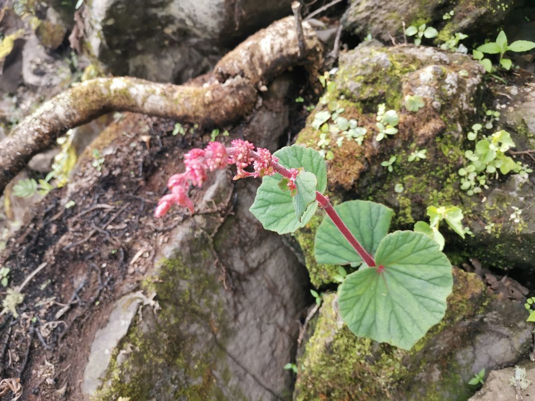 B. balmisiana