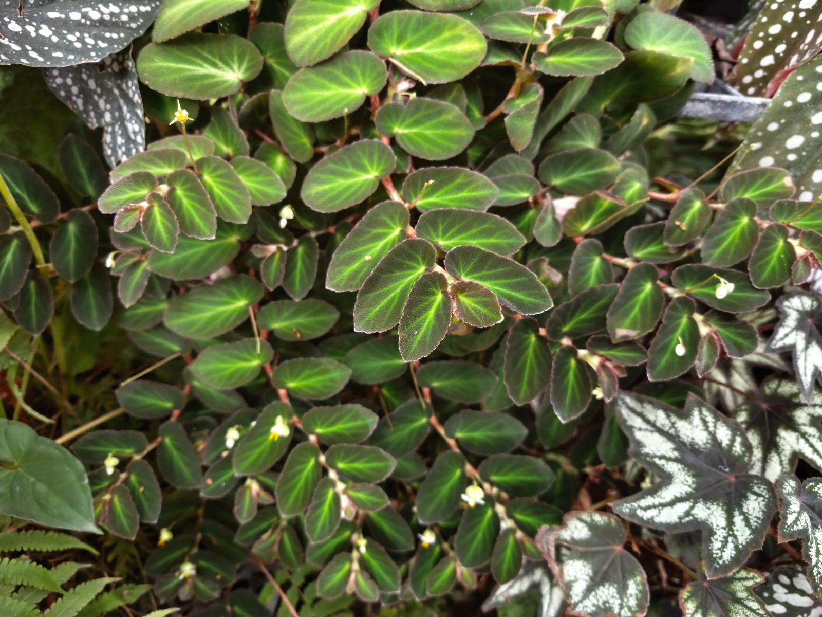 B. thelmae