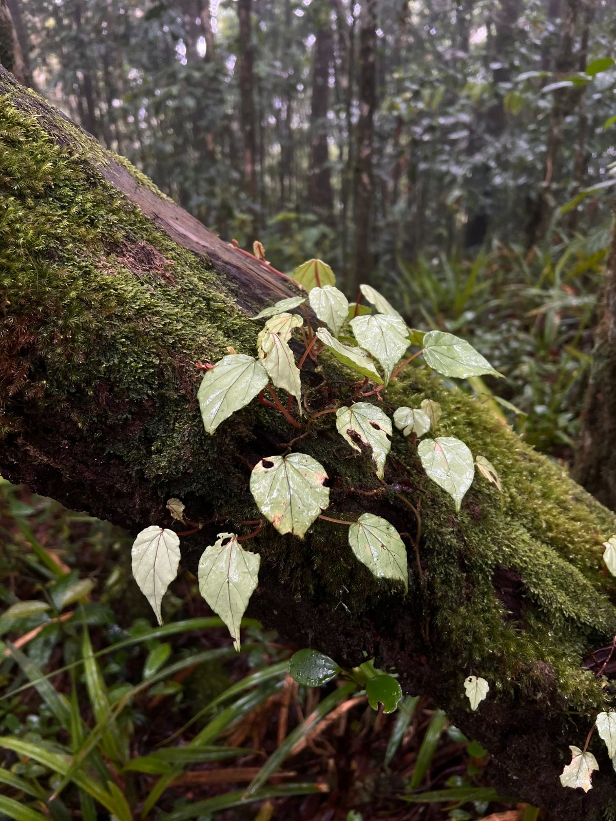 B. thomeana