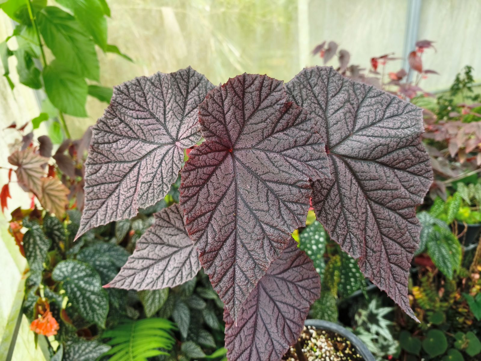 B. ‘Tingley Mallet’