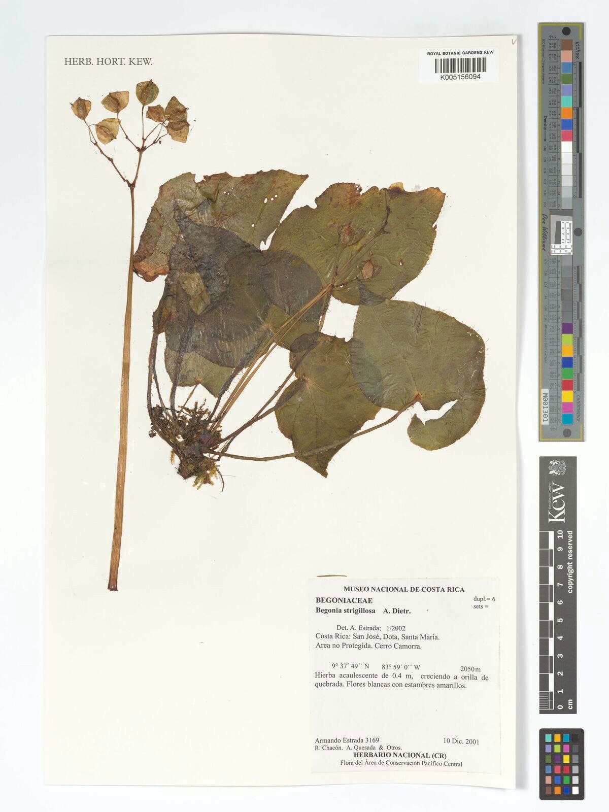 B. barbana