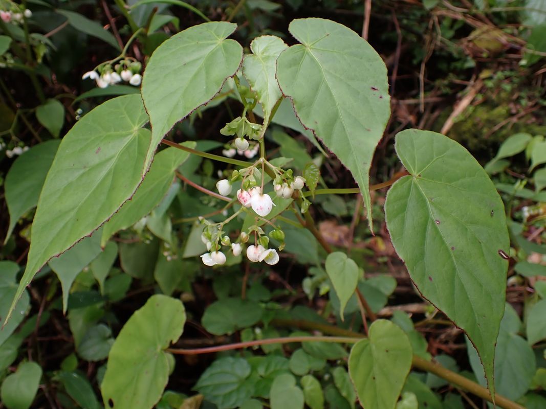 B. udisilvestris