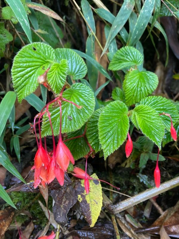 B. umbellata