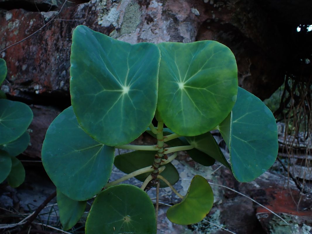 B. umbraculifera