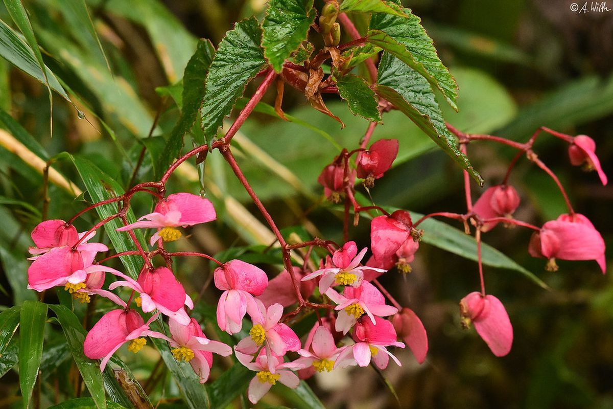 B. unduavensis