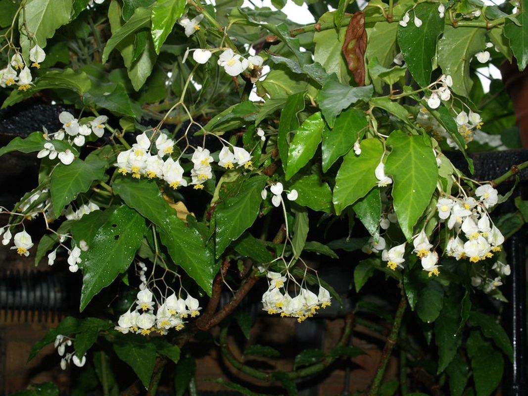B. undulata
