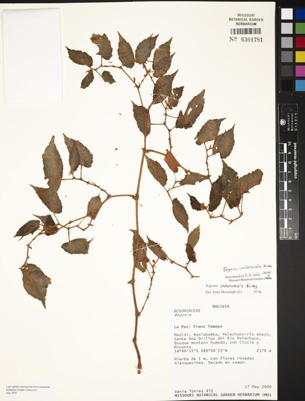 B. unilateralis