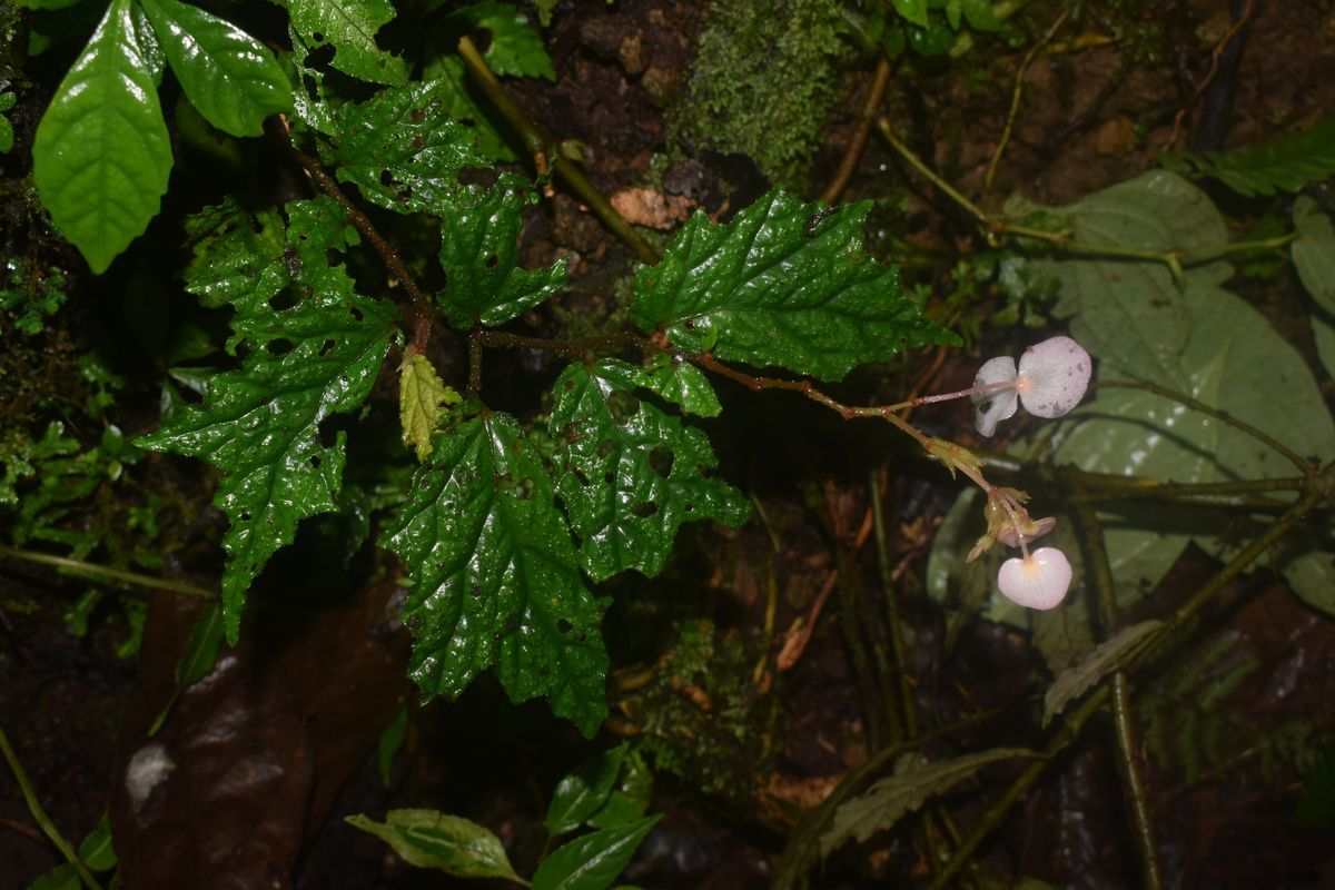 B. urdanetensis