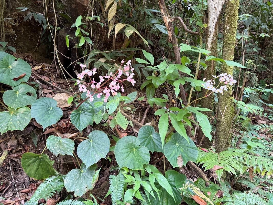 B. urophylla