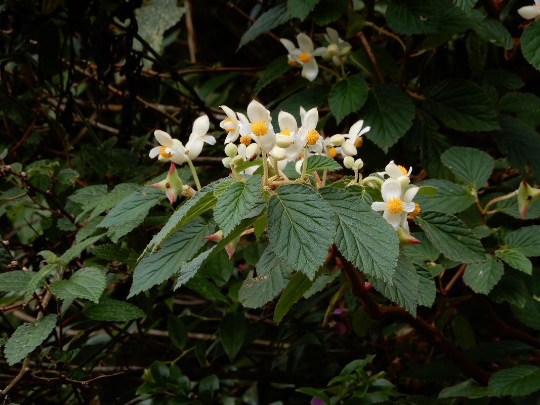 B. ursina
