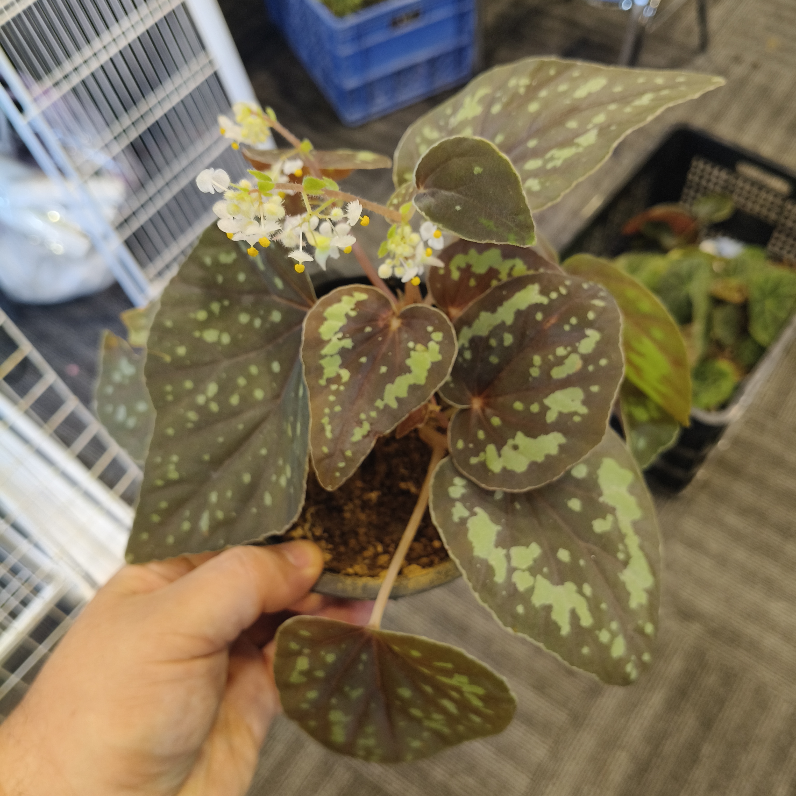 B. vagans