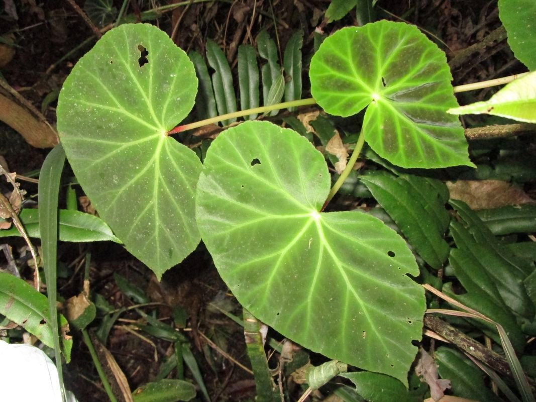 B. valdensium