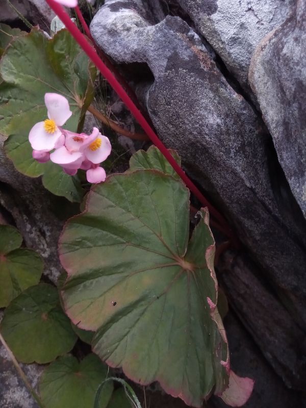B. baronii
