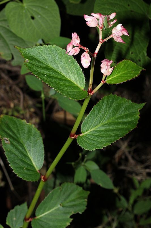 B. barrigae