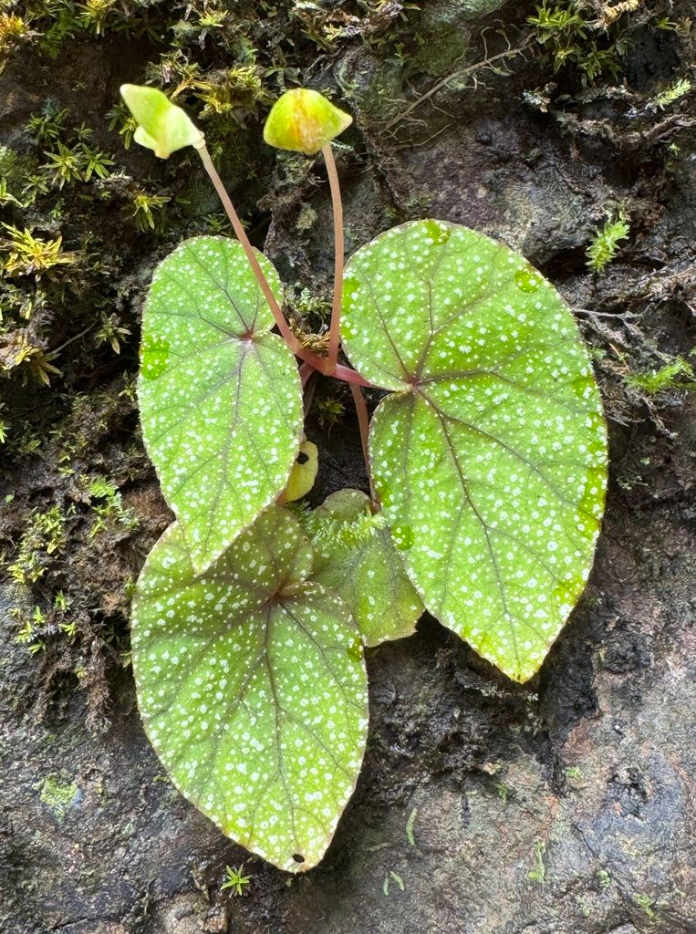 B. variabilis