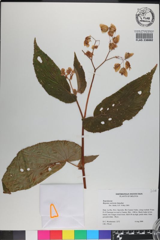 B. varistyla