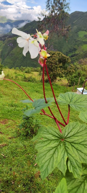 B. velata